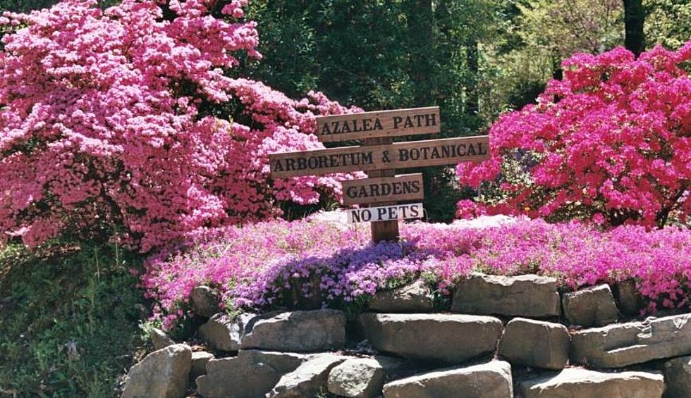 Gibson County Azalea Path will be in Full Bloom this Weekend