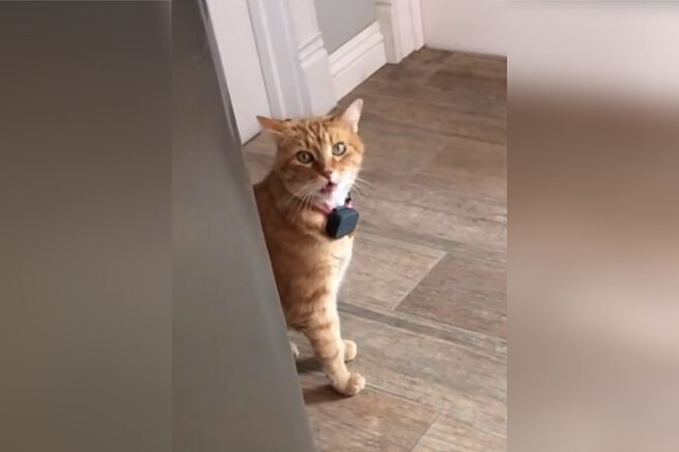 Cat Says ‘Well Hi’ with a Southern Accent that will Make You LOL!