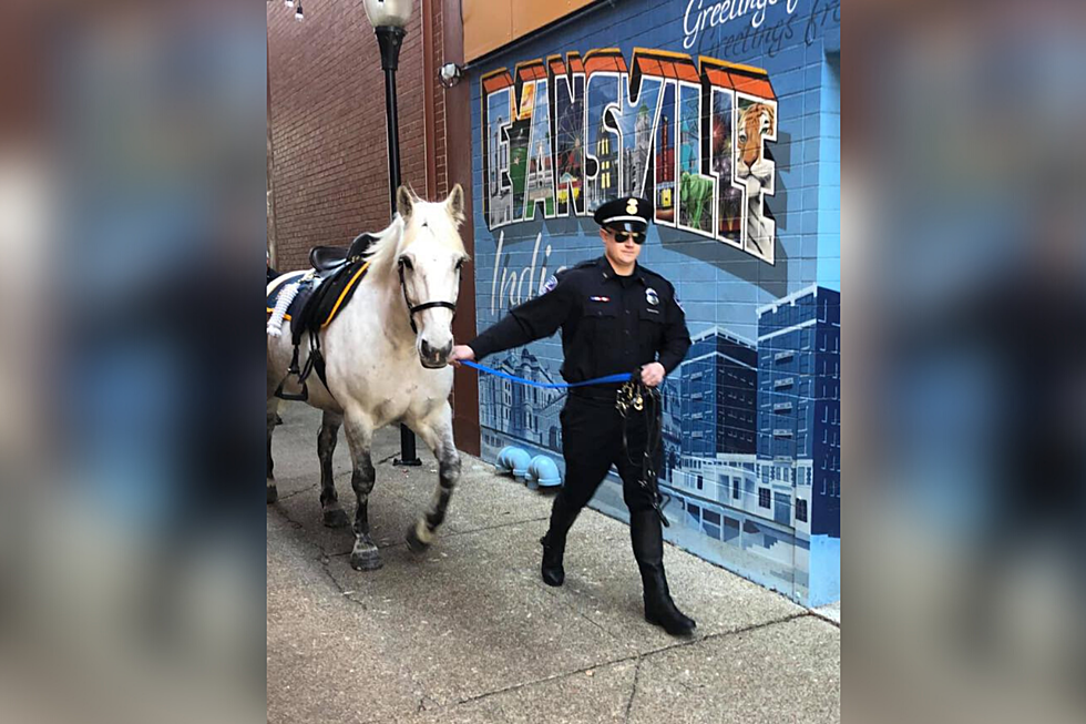 Even the EPD Horses Can’t Resist Photo Op in Downtown Evansville