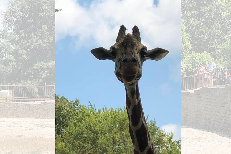 The Tri-State Remembers Mesker Park Zoo's Giraffe Kizzie in Pics 
