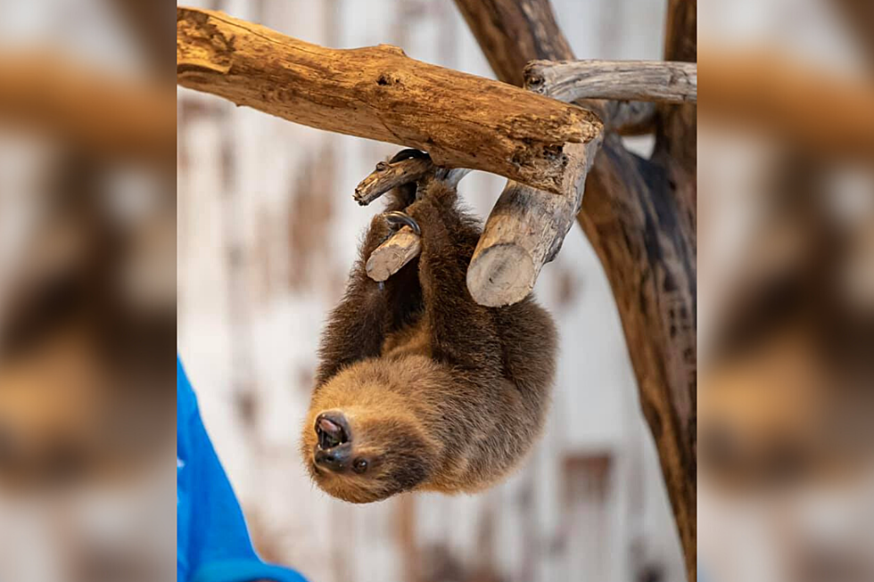 Watch the Slowest Breakfast Ever with a Baby Sloth-Virtually