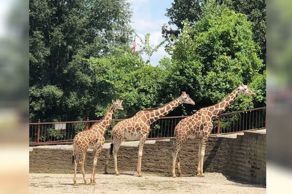 The Tri-State Remembers Mesker Park Zoo's Oldest Giraffe Kiah 