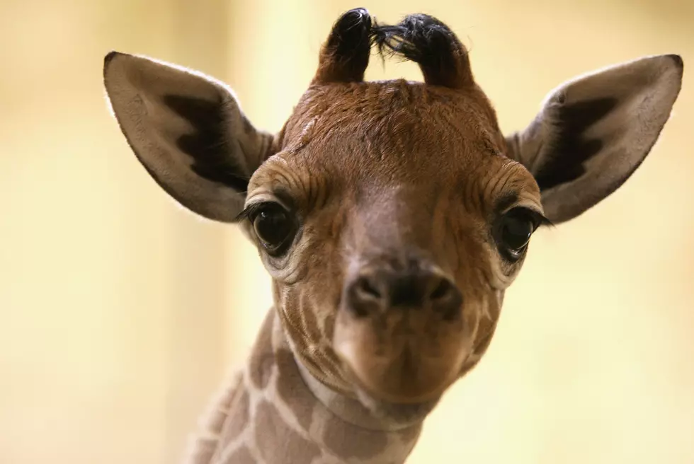 Thousands of Fans Vote on Name of Baby Giraffe at Indianapolis Zoo