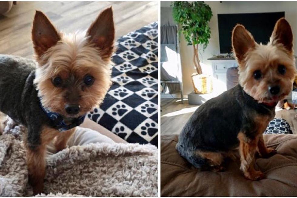 Adorable Yorkie Duo up for Adoption at Evansville Shelter