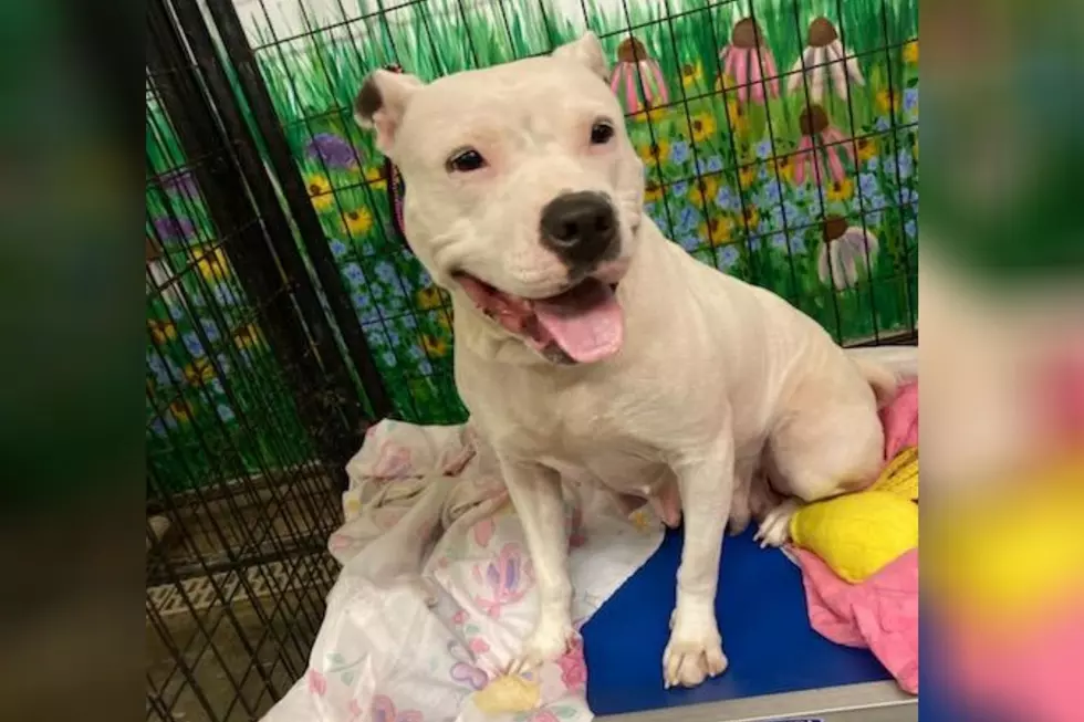 It’s a ‘Pity’ That Sweet MERRY Hasn’t Been Adopted Yet – Pet of the Week