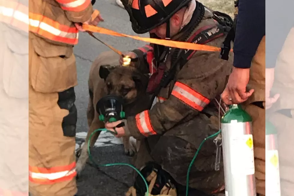 Evansville Firemen Give Dog Oxygen to Save its Life