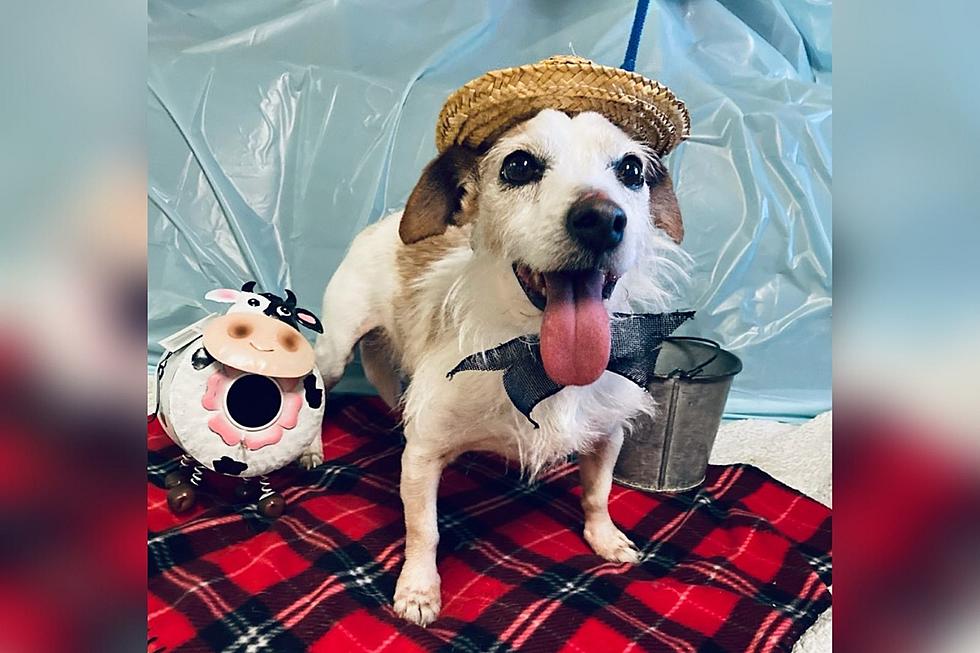 Howdy Partner! I’m OLIVER, the Pet of the Week from It Takes a Village!