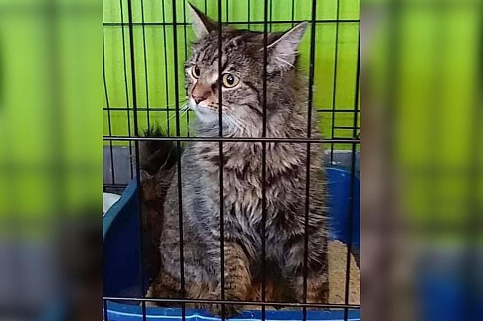 Kitty Cat Taped Inside Litter Box – Dumped at Evansville Animal Shelter