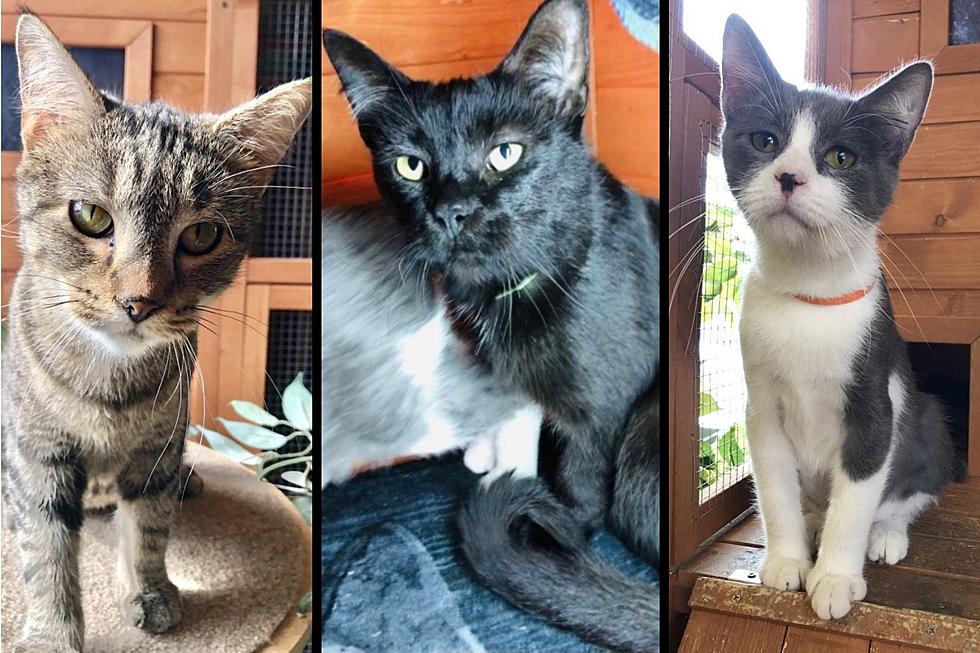 Meet Our Three Spicy Pets of the Week from It Takes a Village