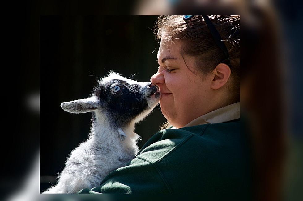 Take Snuggly Selfies with Baby Goats at this Chandler, IN Farm