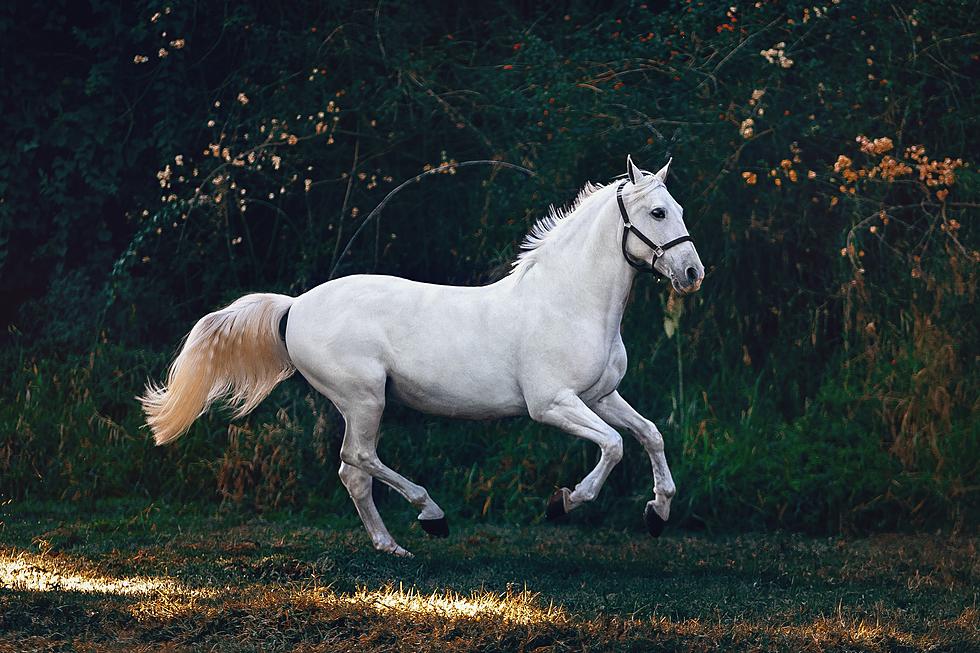 Do Horses Have Extra Sensory Perception? What do they Know that Humans Don’t?