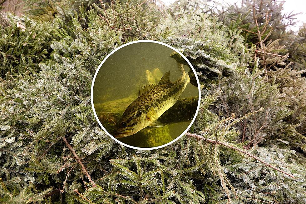 Rend Lake in Illinois Can Use Your Old Christmas Tree to Create New Fish Habitats