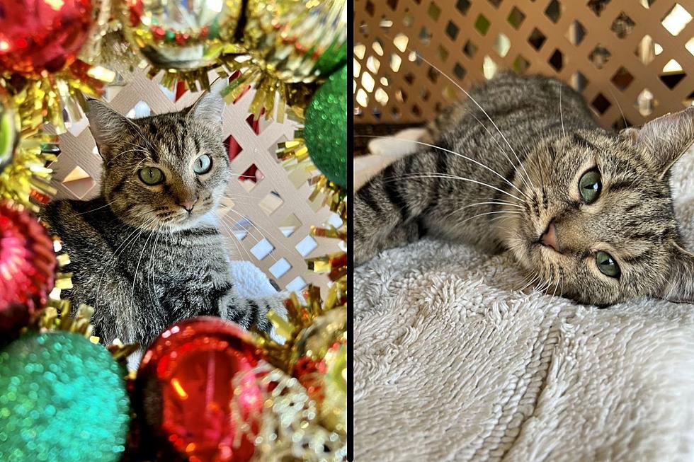 Adorable Indiana Kitty Would Make a Purrfect Holiday Surprise