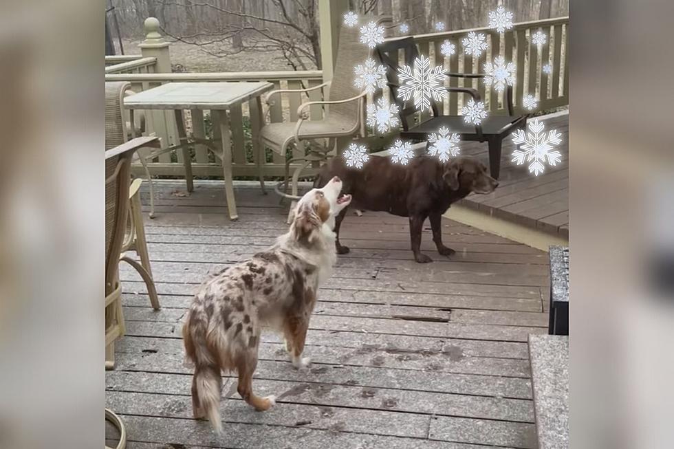 Is This Indiana Dog Barking at the Snow or Trying to Eat It? [Video]