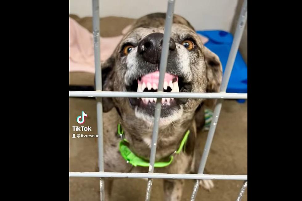 Indiana Shelter Dog Hopes a Dazzling Smile Will Help Get Her Adopted [Video]