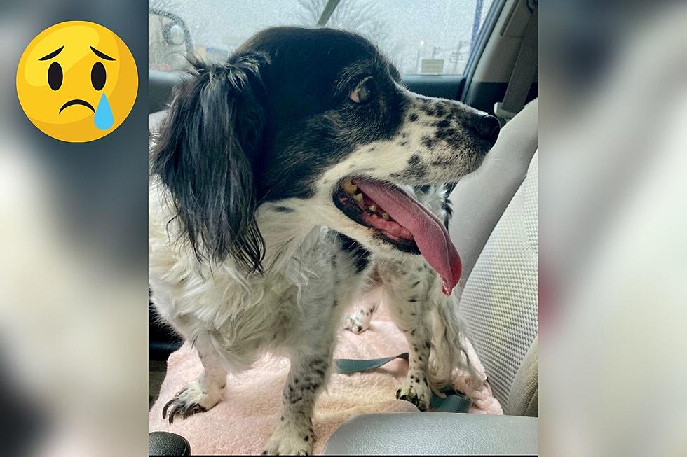 After His Owner Passed Away, This Indiana Dog is Looking For a New Place to Call Home