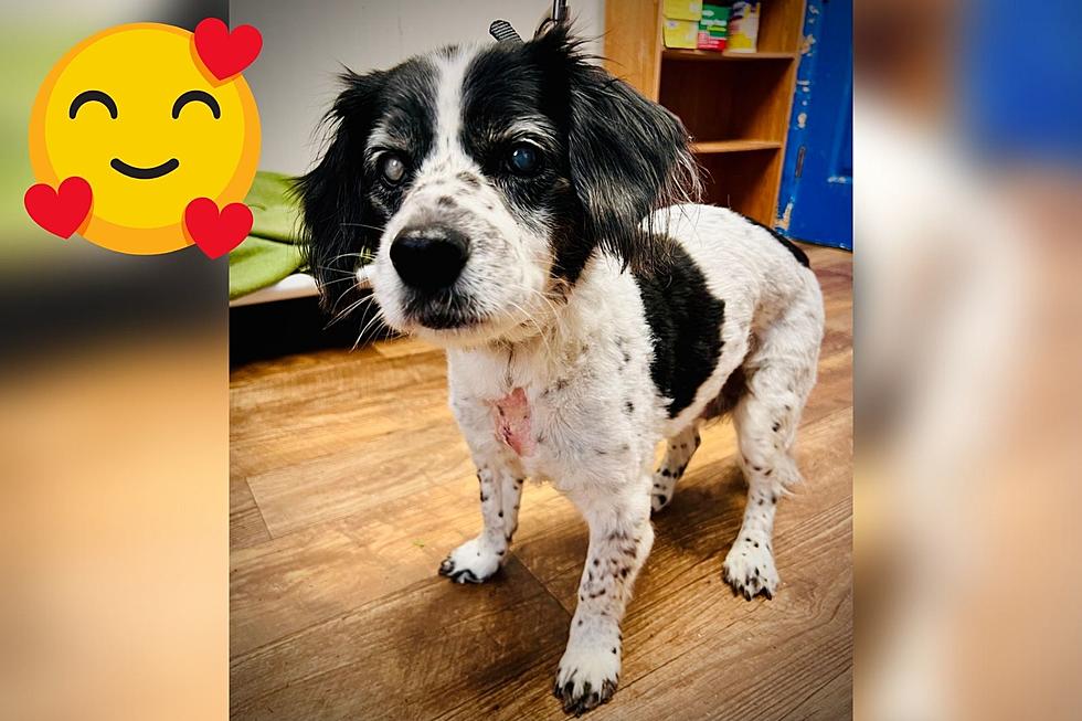 He’s a Little Older and Doesn’t See or Hear Real Well – But This Indiana Dog Still Deserves a Loving Home