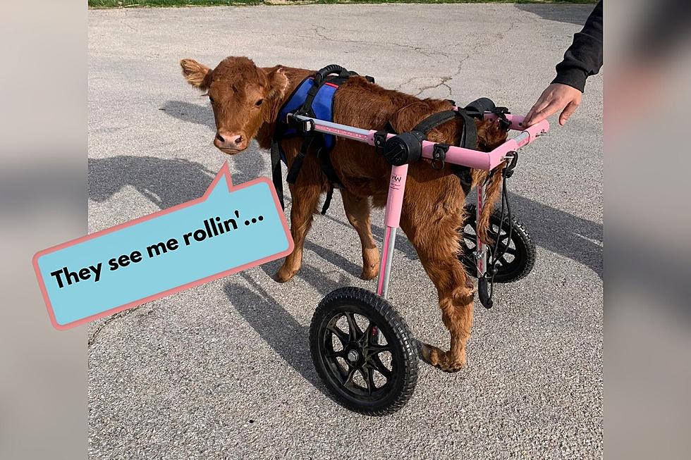 This Baby Cow is Rollin’ With Some New Wheels After Visit to an Indiana Vet