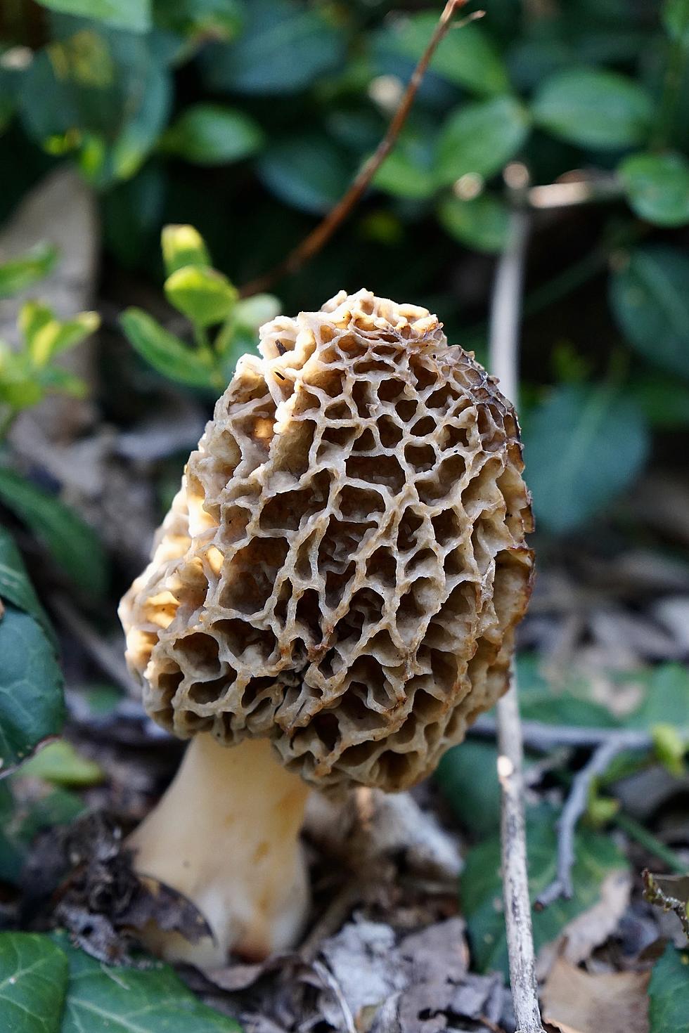 Morel Mushrooms Spotted in Southern Indiana  - Where to Find Them