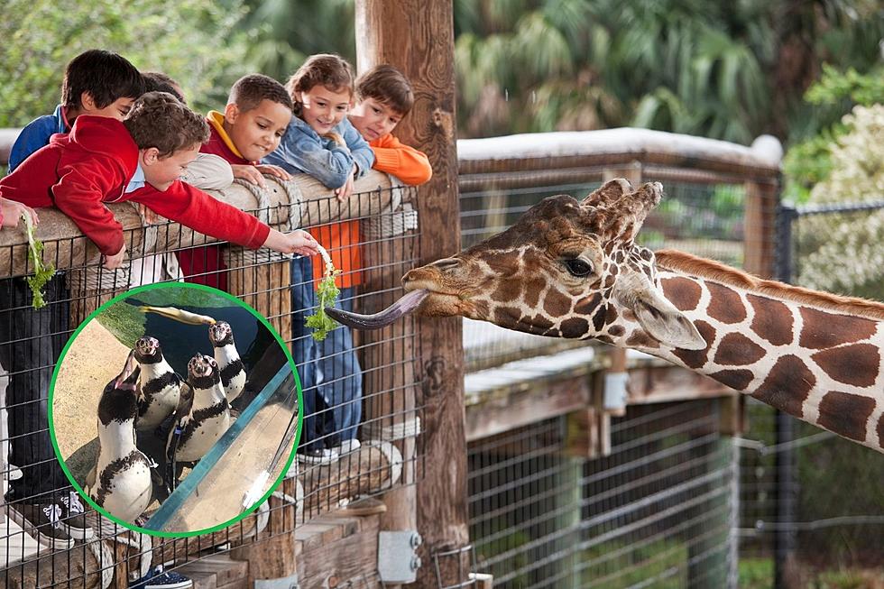  Is Mesker Park Zoo Worth A Membership? Evansville Moms Respond