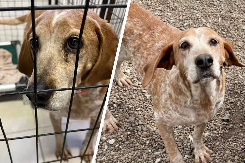 This Indiana Coonhound is Hunting for a Forever Home – Meet LADYBIRD