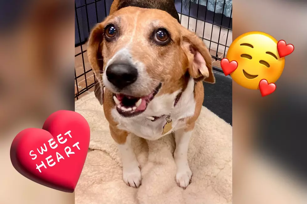 “BABY GIRL” is a Senior Beagle Needing a Foster Home in Southern Indiana