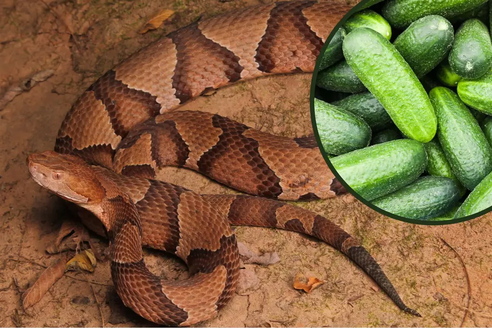 Do You Smell Cucumbers? It Might Be This Venomous Snake Common to Indiana