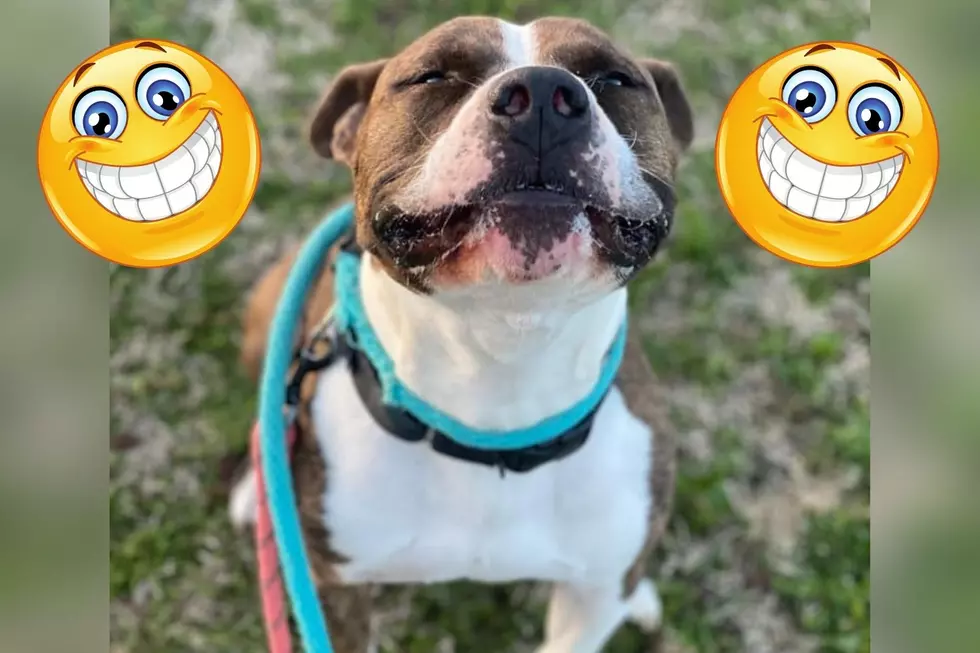 Indiana Pitty Mix Hopes His Pearly Whites Will Get Him Adopted