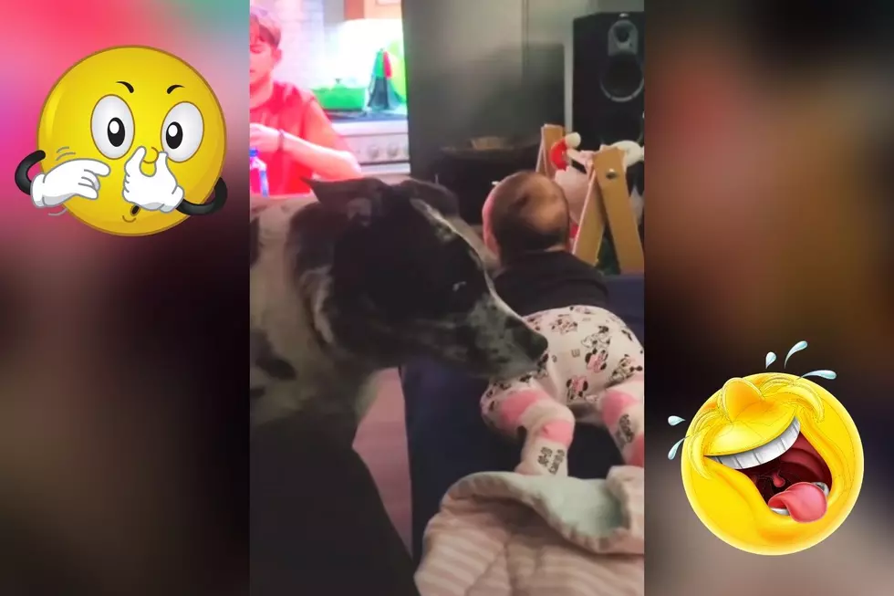 See Dog's Hilarious Reaction to Baby's Stinky Diaper [Video]