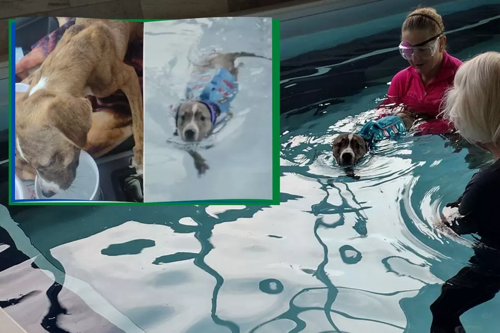 Water Therapy Provides Hope For Shelter Pup That Never Walked