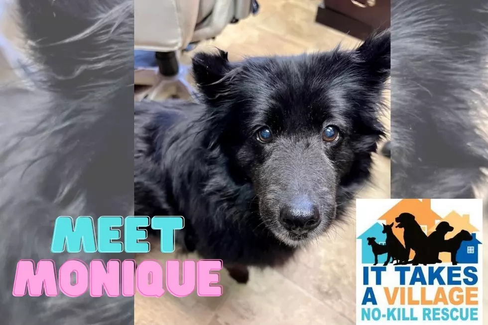 You Need 'MO' Fluff in Your Life - Meet Sweet Monique at ITV
