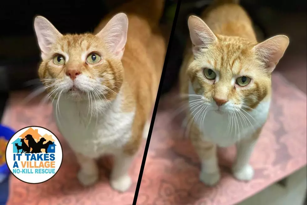 Southern Indiana Kitty Needs New Home After Previous Owner Passed Away