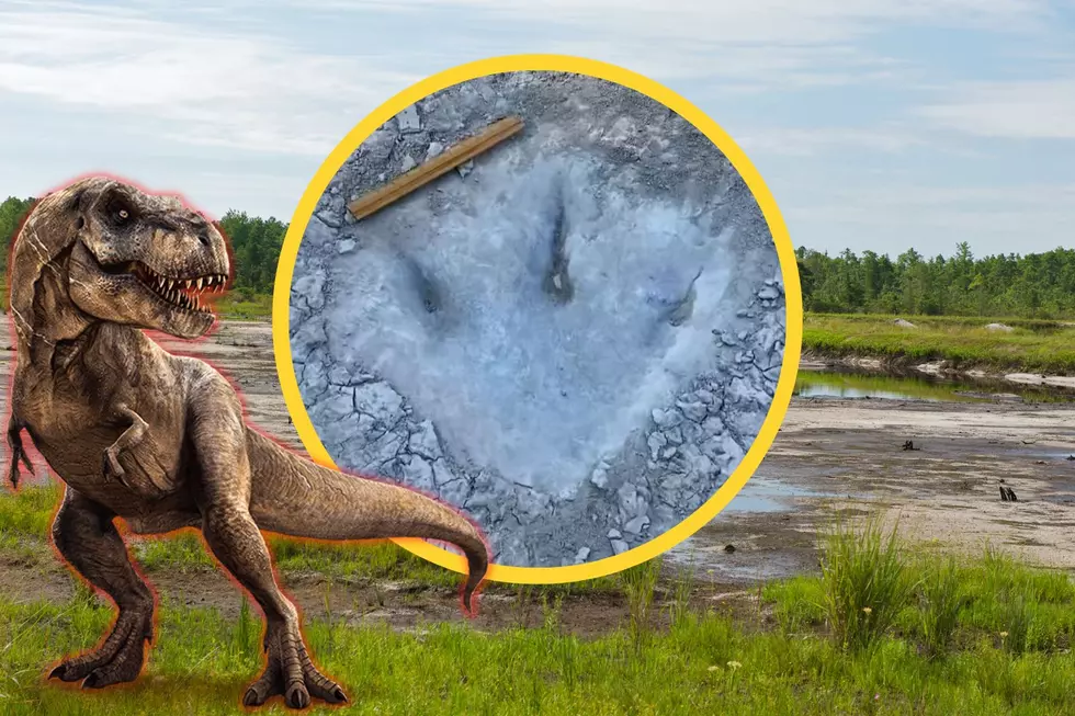 Impressive 113M Year-Old Dinosaur Tracks Found in Texas