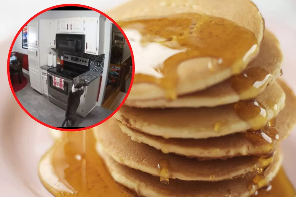 Southern Indiana Family Discovers ‘Pittie Pancake Thief’ in Hilarious TikTok
