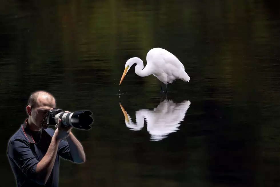 Indiana Photographer Captures Eerily Beautiful Picture of a Great Egret
