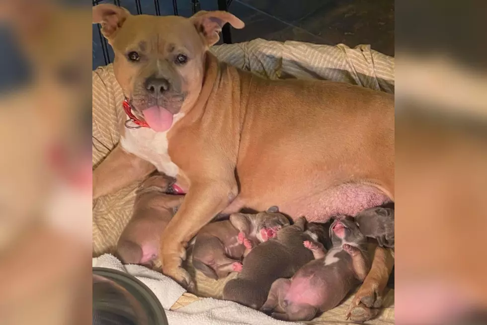 All of Her Puppies Have Been Adopted – Now This Indiana Momma Dog Needs a Forever Home