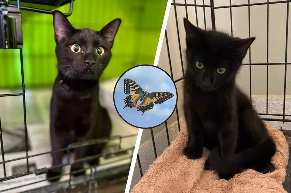 Adoptable Indiana Kitten Is A Social Butterfly Looking For A Loving Forever Home