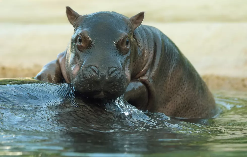 Watch Adorable Young Hippo Play in the Rain at the Cincinnati Zoo