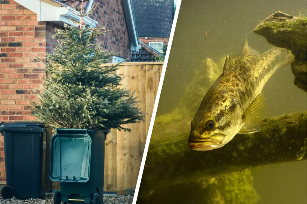 Here’s How Your Old Christmas Tree Can Help Create New Fish Habitats