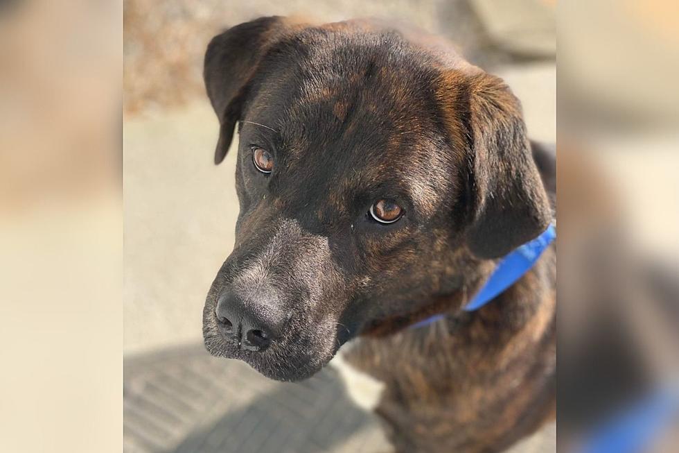 Meet KOBE: a Laid Back Indiana Shelter Dog Looking for a Loving Forever Home