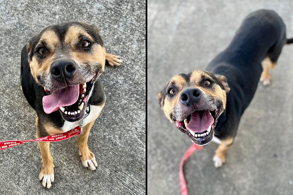 Super-Silly Southern Indiana Shelter Dog Can’t Wait to Meet You