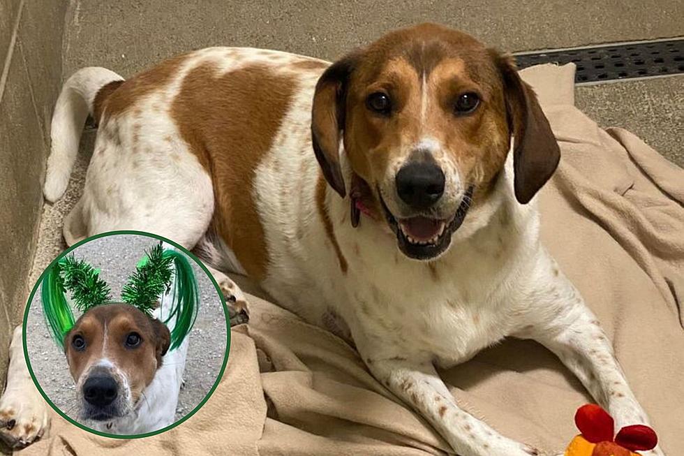 Indiana Shelter Dog Hopes ‘Luck of the Irish’ Helps Get Her Adopted