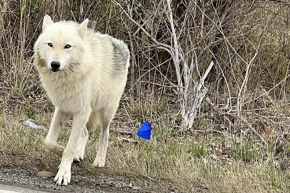 Multiple Evansville Residents Report Seeing White Wolf Dog