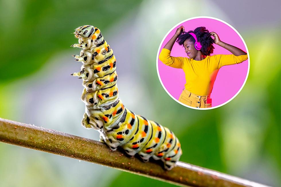 Can Caterpillars Dance? Yes