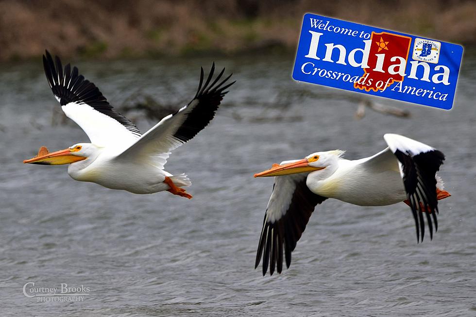 Pelicans Spotted Soaring in Indiana: A Spectacular Sight for Hoosier Bird Lovers