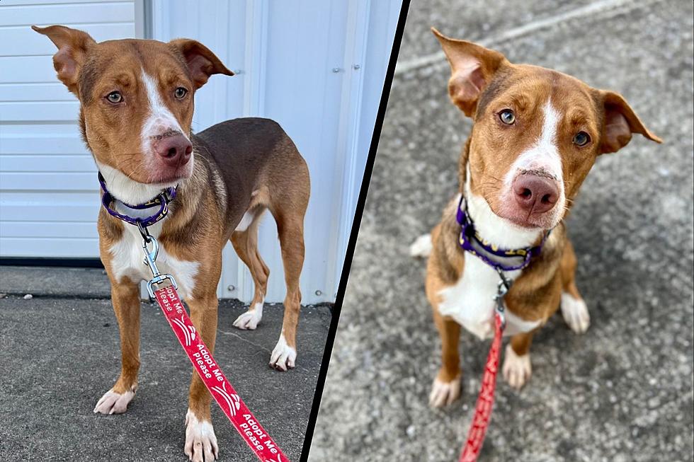 Adoptable Indiana Shelter Dog is Ready to Steal Your Heart (and Bed!)
