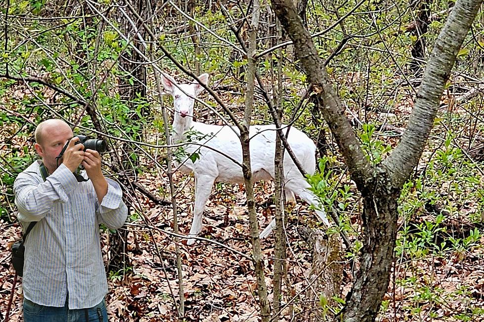 Indiana Man Shares Photo of a Beautiful and Extremely Rare Albino Deer