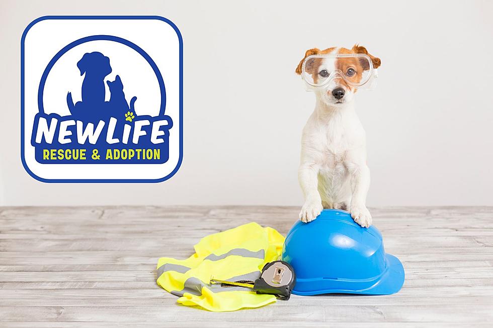 NEWLIFE Rescue & Adoption's Mission to Build an Animal Shelter