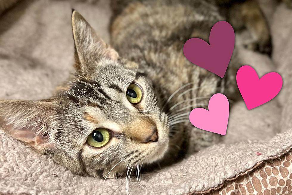 Meet BITSY - a Sweet Tabby Girl in Search of Her Forever Home