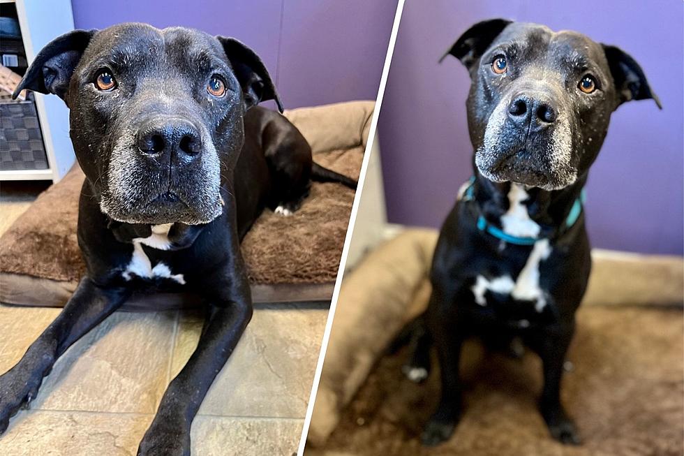GUAPO the Handsome Senior Pitty is Looking for a Forever Home